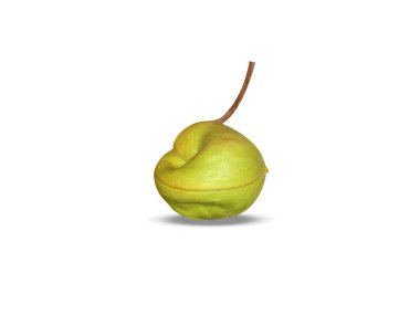 Sterculia foetida veya yaban badem yeşil meyveler beyaz arka planda izole