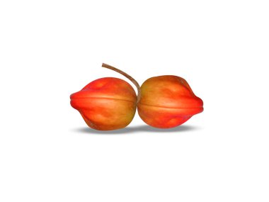 Sterculia foetida ya da beyaz arka planda izole edilmiş olgun meyveler.
