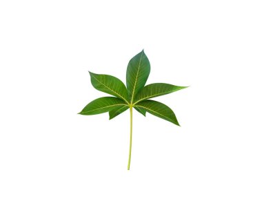 Sterculia foetida ya da yaban badem yeşili yapraklar beyaz arka planda izole