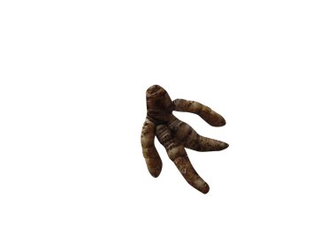 Beyaz arka planda izole edilmiş Mandragora officinarum ya da mandrake kök kabukları
