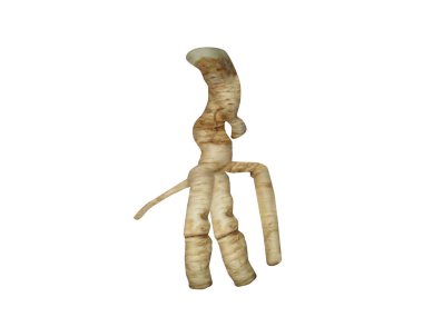 Beyaz arka planda izole edilmiş Mandragora officinarum ya da mandrake kök kabukları