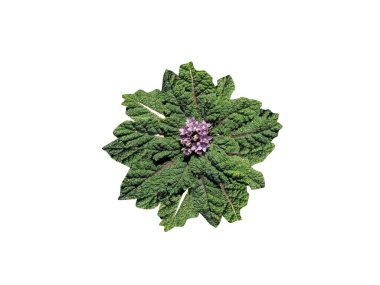 Mandragora officinarum ya da Mandrake taze yeşil bitkisi beyaz arka planda izole edilmiştir.