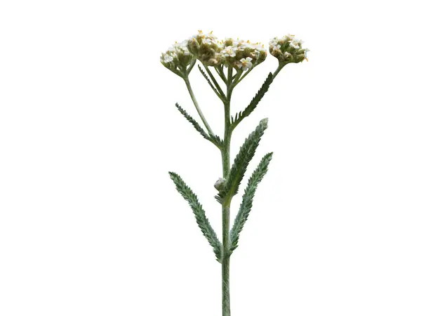 Beyaz arka planda izole edilmiş sapları olan achillea millefolium veya yaygın kiraz çiçeği