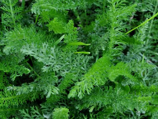 achillea millefolium veya yaygın kireç yeşil bitki görüntüsü