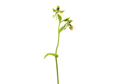 Habenaria ya da dizgin orkideler çiçekli ve kökleri beyaz bir arkaplanda izole edilmiş.