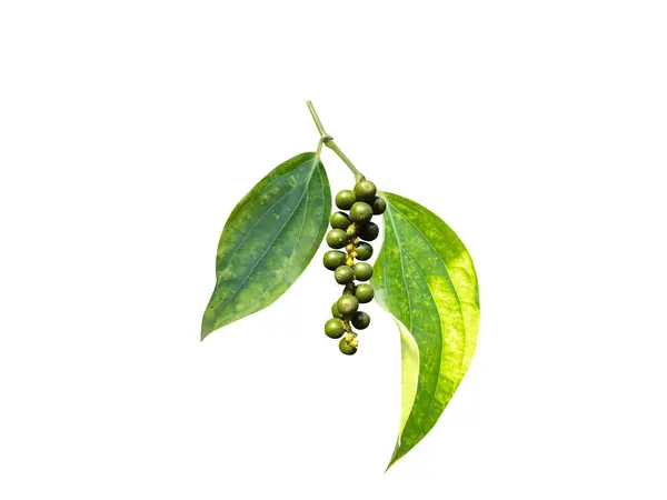 Piper nigrum veya siyah biber beyaz arka planda izole taze yeşil meyve