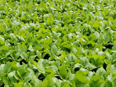 Brassica juncea ya da tarladaki taze yeşil hardal bitkisi