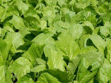 Brassica juncea ya da tarladaki taze yeşil hardal bitkisi