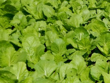 Brassica juncea ya da tarladaki taze yeşil hardal bitkisi