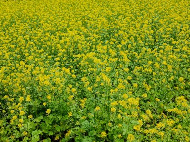Brassica juncea veya yeşil hardal bitkisi tarlada sarı çiçekler