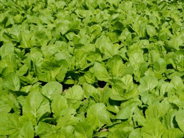 Brassica juncea ya da tarladaki taze yeşil hardal bitkisi