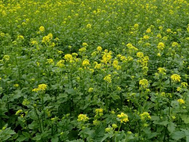 Brassica juncea veya yeşil hardal bitkisi tarlada sarı çiçekler