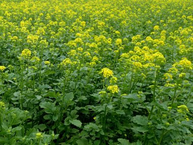 Brassica juncea veya yeşil hardal bitkisi tarlada sarı çiçekler