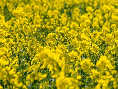 Brassica juncea veya yeşil hardal bitkisi tarlada sarı çiçekler