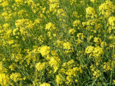 Brassica juncea veya yeşil hardal bitkisi tarlada sarı çiçekler