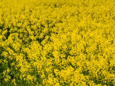 Brassica juncea veya yeşil hardal bitkisi tarlada sarı çiçekler
