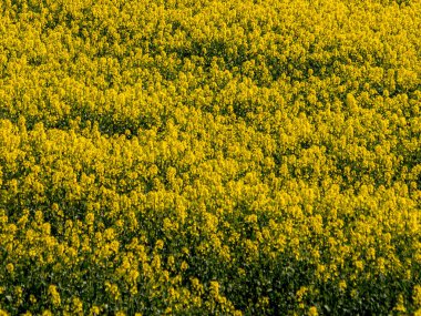 Brassica juncea veya yeşil hardal bitkisi tarlada sarı çiçekler