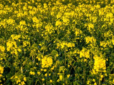 Brassica juncea veya yeşil hardal bitkisi tarlada sarı çiçekler