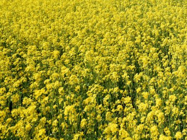 Brassica juncea veya yeşil hardal bitkisi tarlada sarı çiçekler