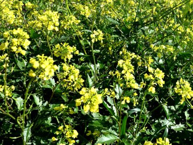 Brassica juncea veya yeşil hardal bitkisi tarlada sarı çiçekler