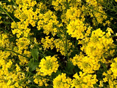 Brassica juncea veya yeşil hardal bitkisi tarlada sarı çiçekler