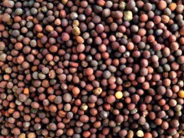 Beyaz arka planda yalıtılmış Brassica juncea veya kurutulmuş hardal tohumları