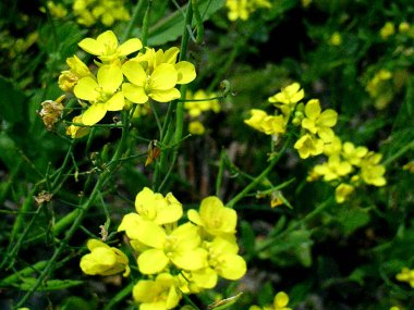 Brassica juncea veya yeşil hardal bitkisi tarlada sarı çiçekler