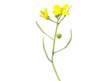Brassica juncea ya da çiçekli hardal bitkisi beyaz bir arka planda izole edilmiş.