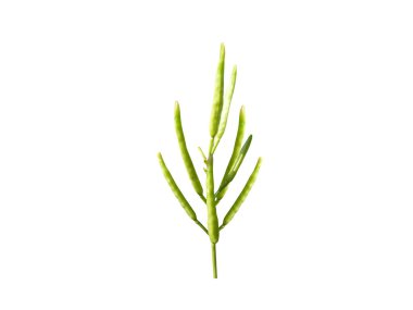 Brassica juncea ya da çiçekli hardal bitkisi beyaz bir arka planda izole edilmiş.