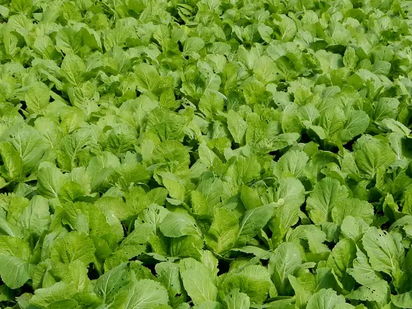 Brassica juncea ya da tarladaki taze yeşil hardal bitkisi
