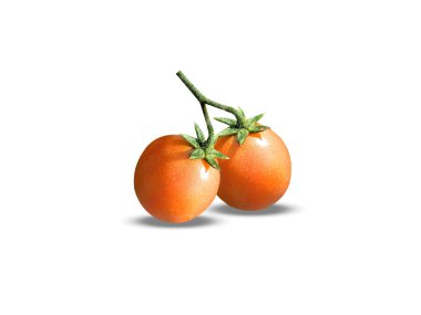 Olgun domates çiftlerini kapatma ya da beyaz arkaplanda izole edilmiş Solanum lycopersicum