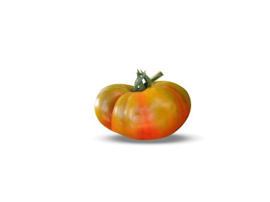 Olgun domates ya da beyaz arkaplanda izole edilmiş Solanum licopersicum