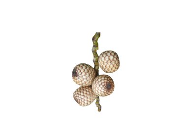Calamus draco ya da ejderha kan meyveleri beyaz arka planda izole