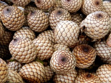 Calamus draco ya da ejderha kan meyvesi