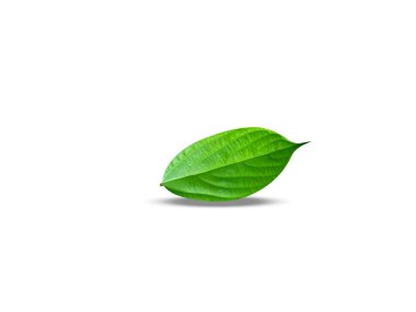 Ventilago medraspatana ya da kırmızı sarmaşık yeşil yaprakları beyaz arka planda izole edilmiş