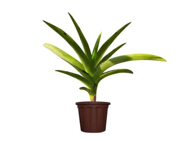 Vanda Roxburghii ya da Gri orkide saksı bitkisi beyaz arka planda izole edilmiş