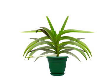 Vanda Roxburghii ya da Gri orkide saksı bitkisi beyaz arka planda izole edilmiş