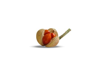 Aphanamixis polystachya veya pithraj olgun meyveler beyaz arka planda izole edilmiş tohumlarla