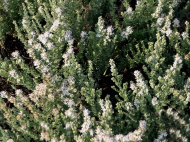 Çiçek resimli Cressa Cretica veya Littoral Bindweed bitkisi