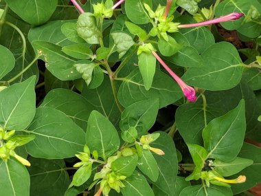 Mirabilis Jalapa ya da çiçek ve tomurcuk desenli Peru bitkisi mucizesi