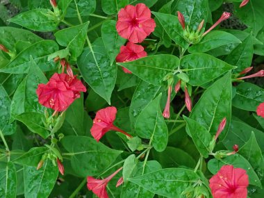 Mirabilis Jalapa ya da çiçek ve tomurcuk desenli Peru bitkisi mucizesi