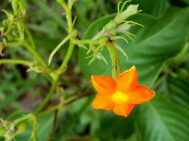 Mussaenda frondosa ya da çiçek ve tomurcuklu yabani mussaenda bitkisi