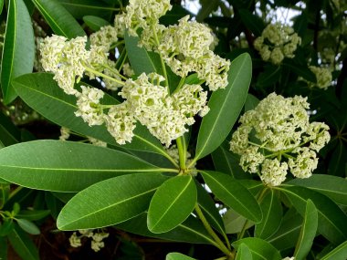Alstonia bursu ya da yapraklı şeytan ağacı çiçeği.