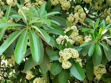 Alstonia bursu ya da yapraklı şeytan ağacı çiçeği.