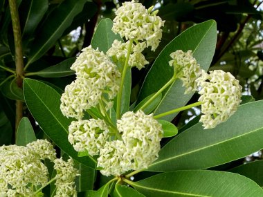 Alstonia bursu ya da yapraklı şeytan ağacı çiçeği.