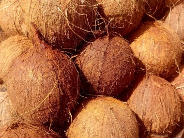 Cocos nucifera ya da kurutulmuş hindistan cevizi resmi