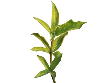 Rauvolfia serpentina ya da şeytan biberi genç bitki beyaz bir arka planda izole