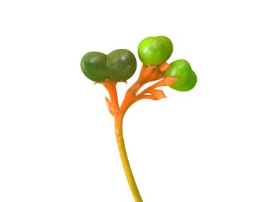 Rauvolfia serpentina veya şeytan biberi yeşil meyveler beyaz arka planda izole