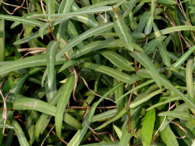 Hemidsmus indicus veya Hint saparna yeşili bitki görüntüsü