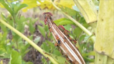 Batı kozalaklı kozalaklı kene, Leptoglossus occidentalis 'in cinsel üreme görüntüleri. Kırmızı pamuk boyası. Dysdercus Cingulatus Çiftleşme Macro. Yaprakların üzerine inen Pentatomomorpha böcekleri. Gerçek pireler.